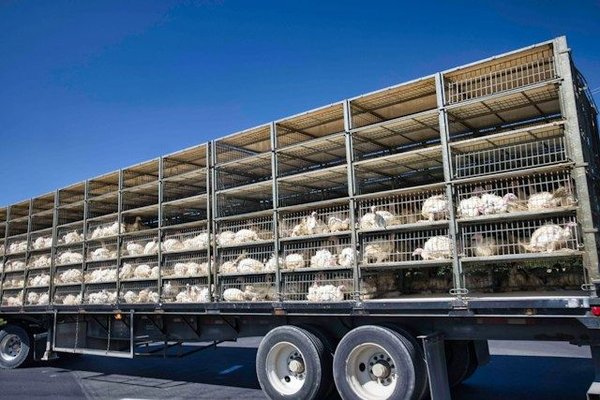 les accessoires pour transporter vos animaux en toute sécurité